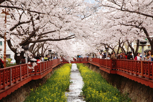 Kirschblütenfestival in Jinhae
