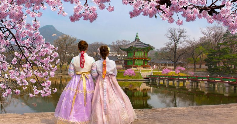 Kirschblüten in Südkorea